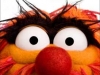 Muppets-Animal-face