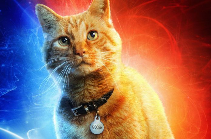 Captain Marvel: uno spin-off su Goose il gatto? I registi hanno già in mente una trama sensazionale