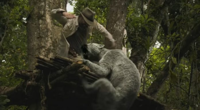 Primal: Nicolas Cage si scatena contro un giaguaro e un killer nello  spassoso trailer