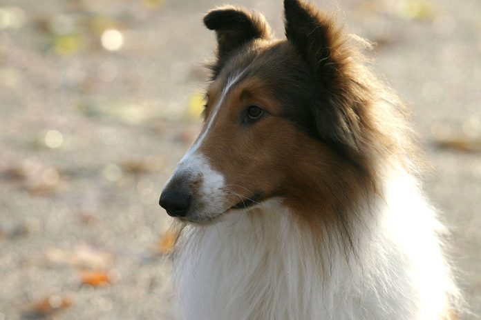 Lassie torna a casa: il cane più famoso di nuovo sul grande schermo lassie torna a casa