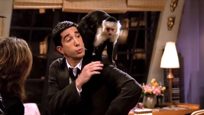 Friends, David Schwimmer è “spregevole”: ecco perché l’interprete di Ross è al centro delle polemiche Friends David Schwimmer scimmia Marcel