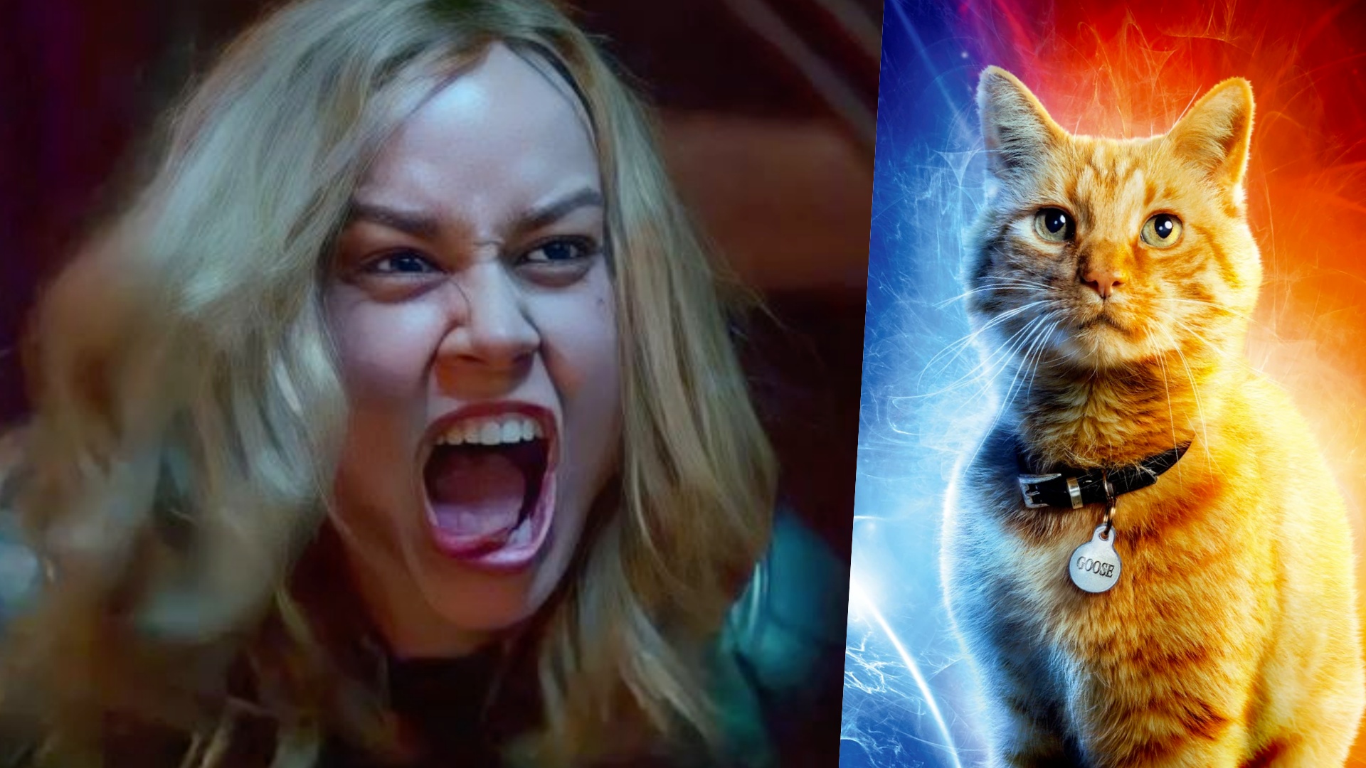 brie larson captain marvel gatto