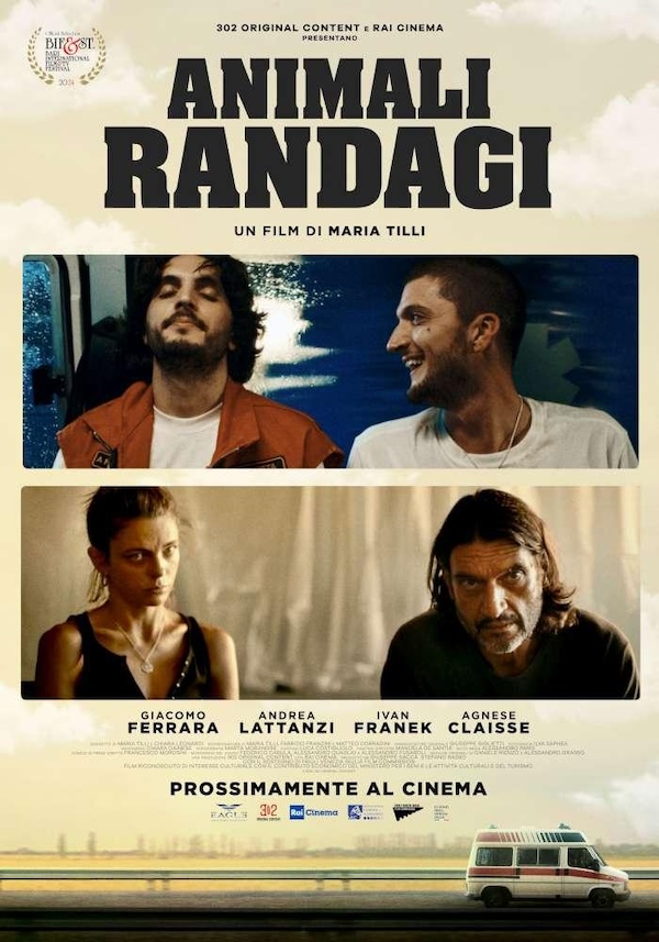 Animali Randagi Animali Randagi