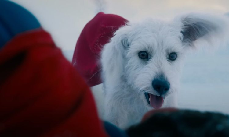 Il cane Krypto nel film di Superman (2025)