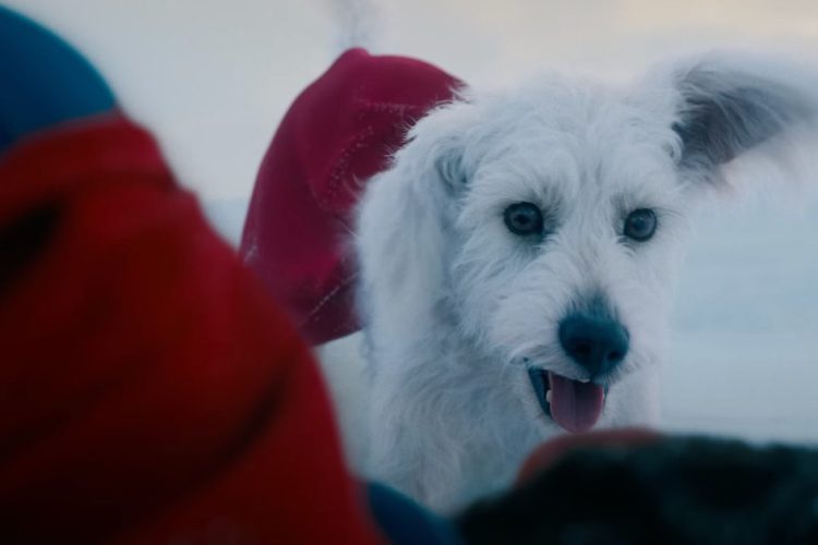 Il cane Krypto nel film di Superman (2025)