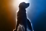 poster con Golden retriever del prossimo film per il cinema di Air Bud