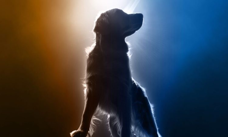 poster con Golden retriever del prossimo film per il cinema di Air Bud