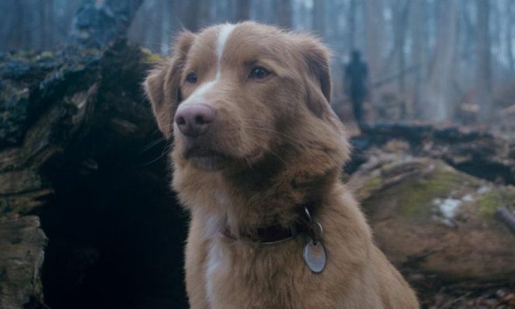 il trailer di good boy cambia tutto per il film